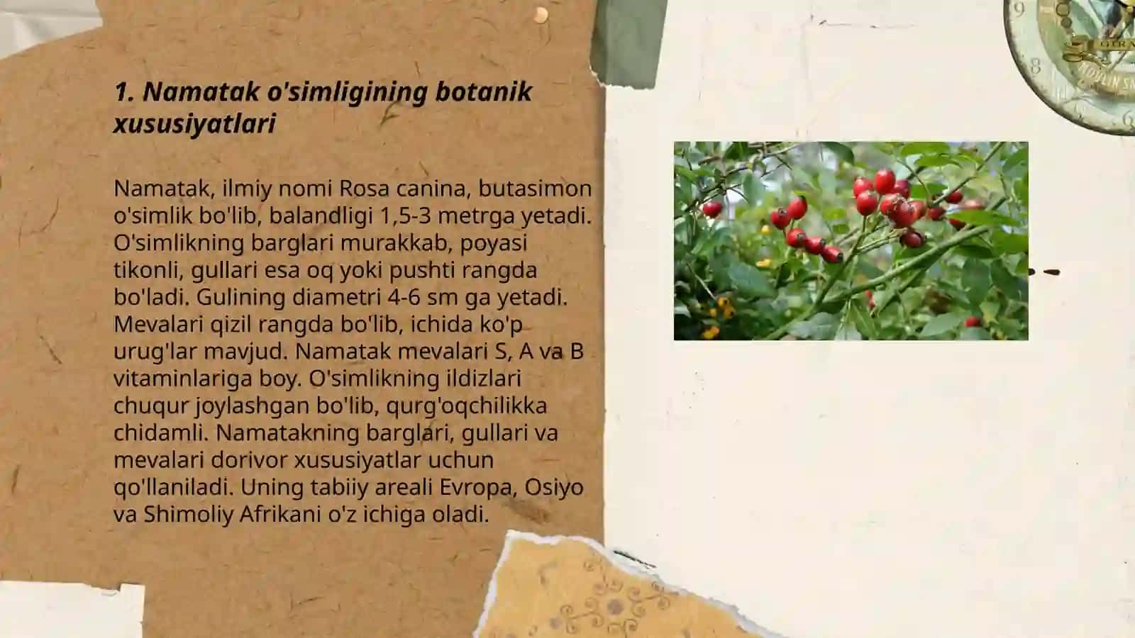 Namatak o'simligi changlanishi 3