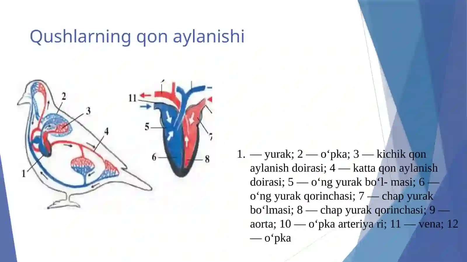 Qushlarning ko‘payishi, rivojlanishi va kelib chiqishi 3