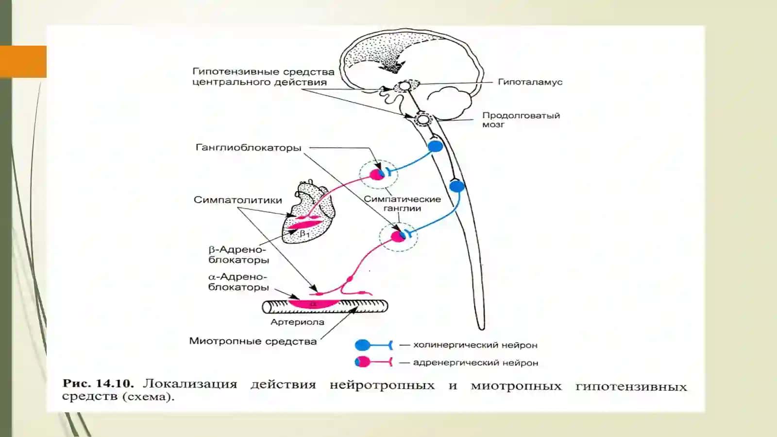 ҚОН БОСИМИГА ТАЪСИР ЭТУВЧИ МОДДАЛАР 3
