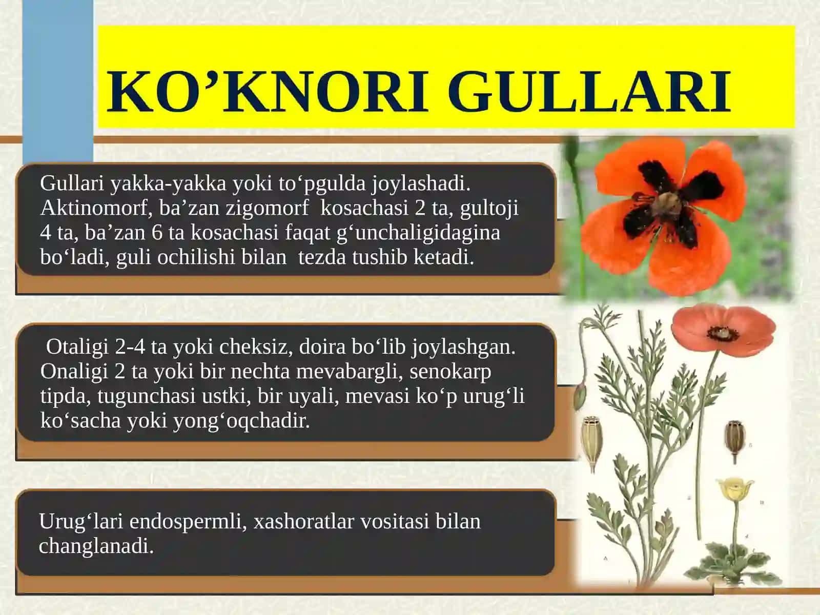 KO‘KNORGULDOShLAROILASI PAPAVERACEAE 3