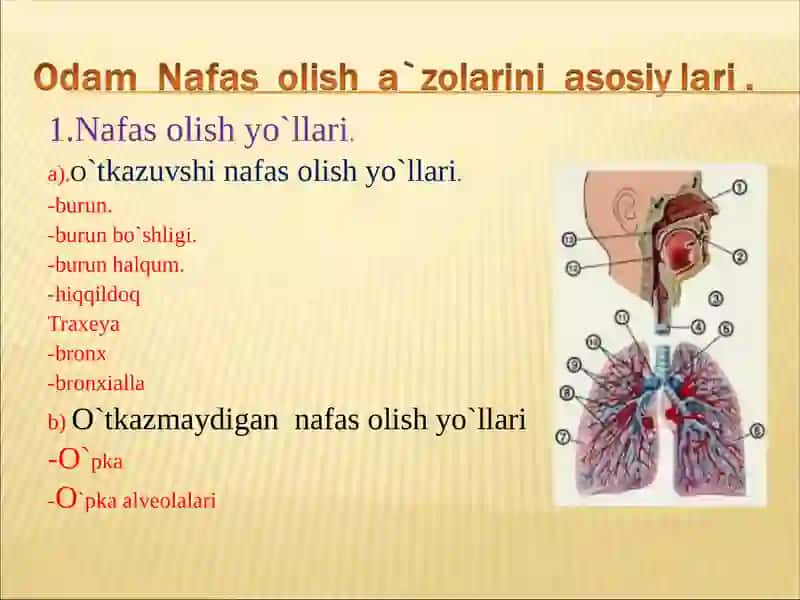 NAFAS TIZIMINING YOSH XUSUSIYATLARI VA GIGIYENASI 3