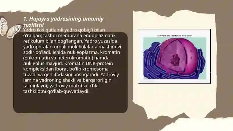 Hujayra yadrosining tarkibi, xromosomalar tuzilishi va xususiyatlari 3
