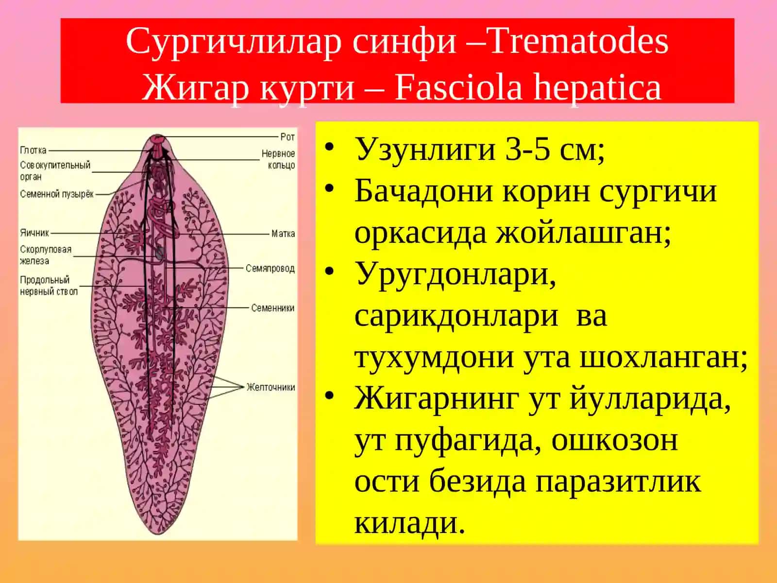 Сўрғичлилар синфи –Trematodes 3