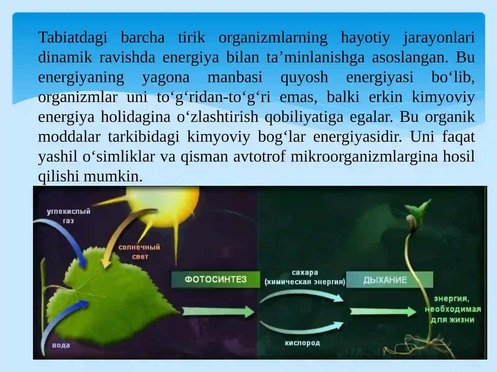 FOTOSINTEZ FIZIOLOGIYASI 3