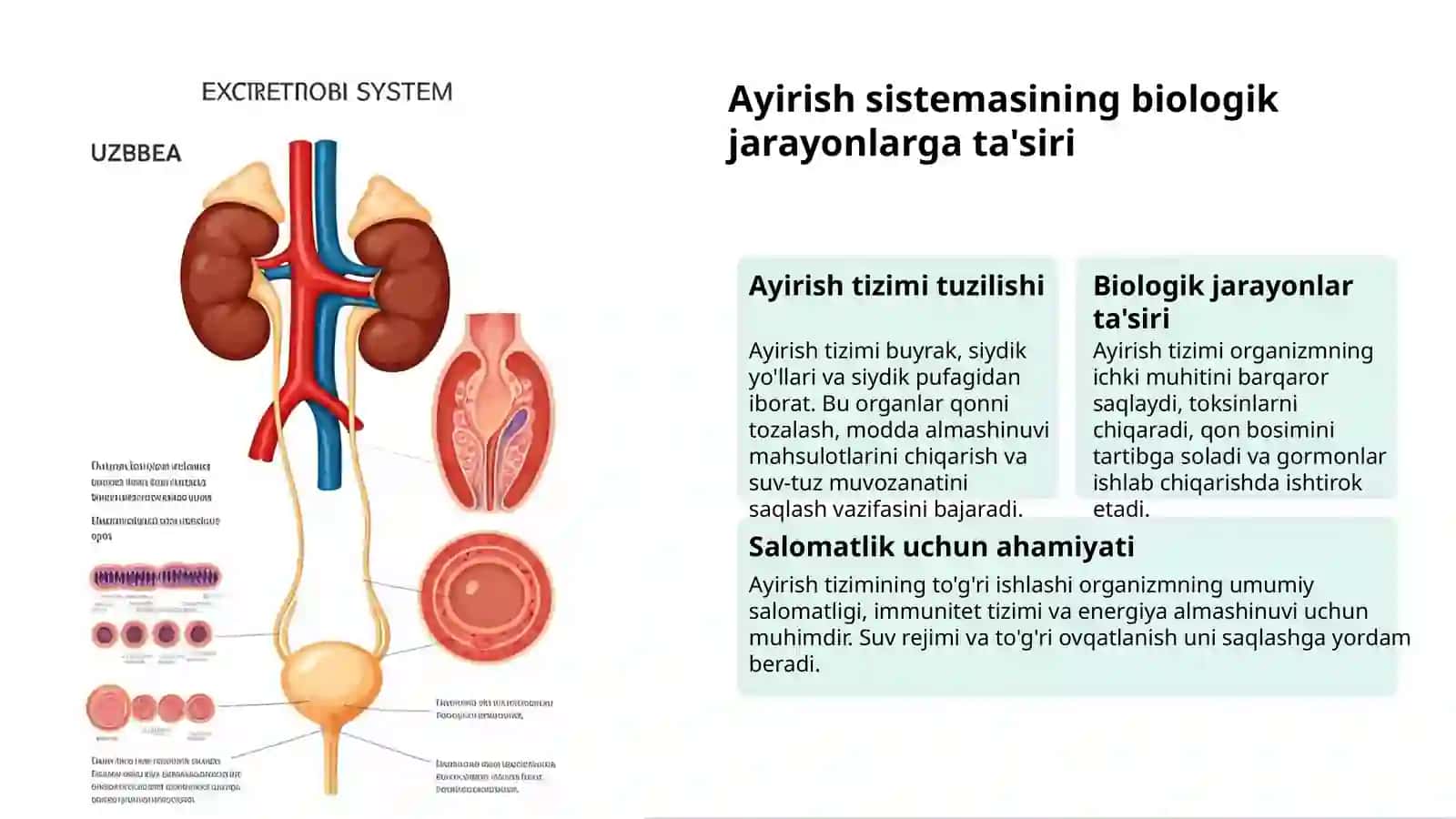 Ayirish sistemasining hayotdagi ahamiyati 3