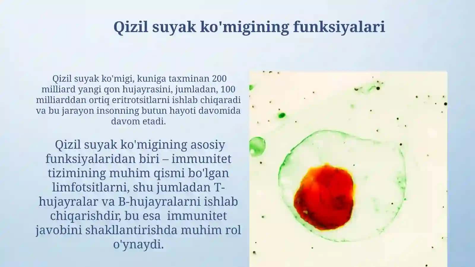 Suyak kõmigi,rivojlanishi,tuzilishi, vazifasi.Qizil duyak kõmigi,saqiq suyak kõmigi 3