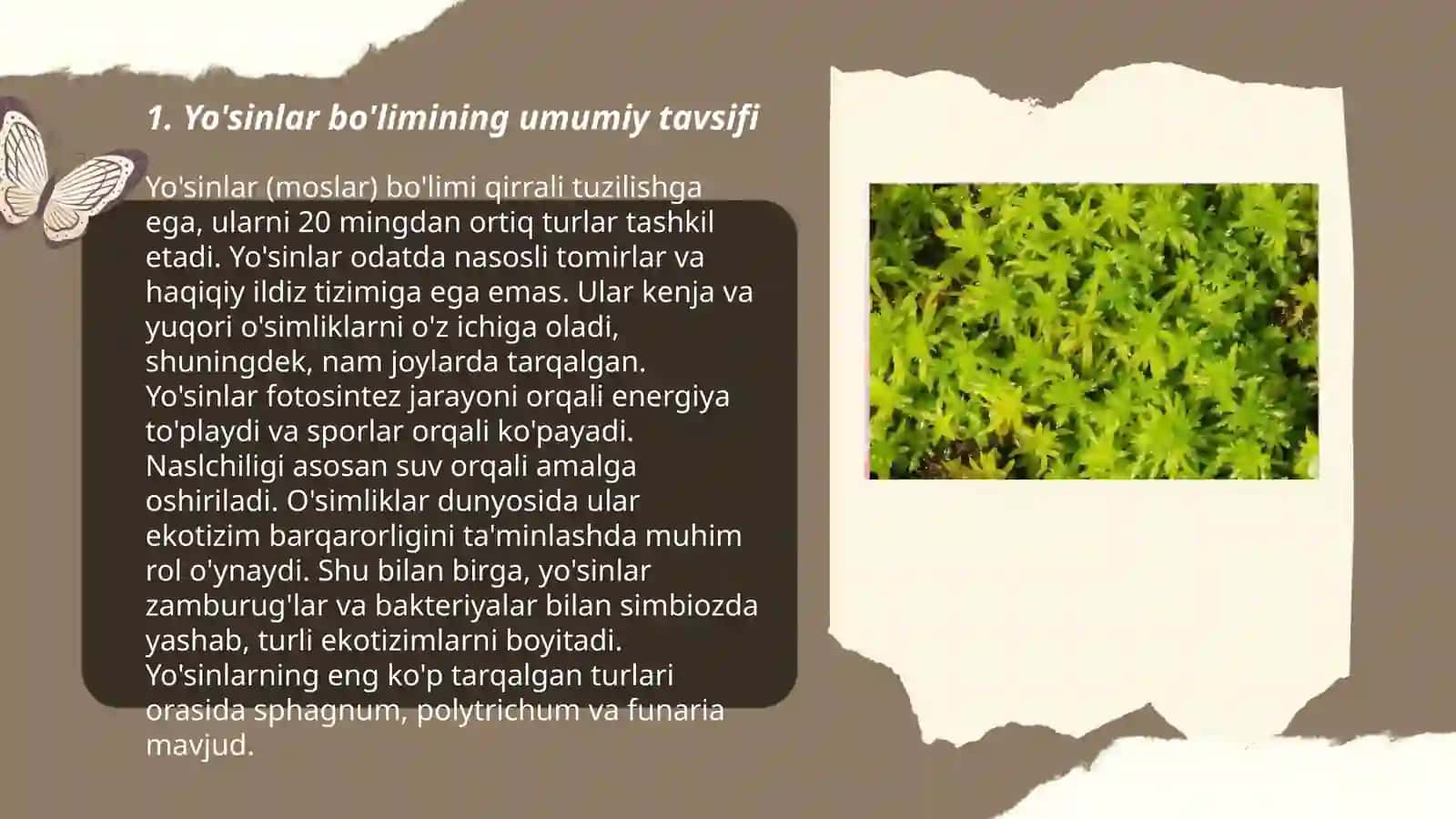 Yo'sinlar bo'limi tavsifi o'ziga xos belgilari va klassifikatsiyasi 3