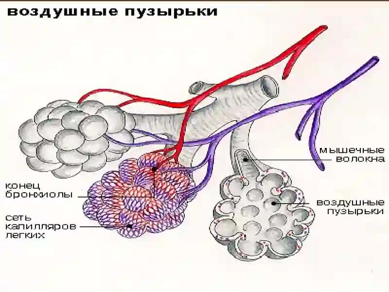 Нафас тизими патофизиологияси. Нафас тизимини текшириш усуллари. Текшириш натижаларини тахлил килиш 3
