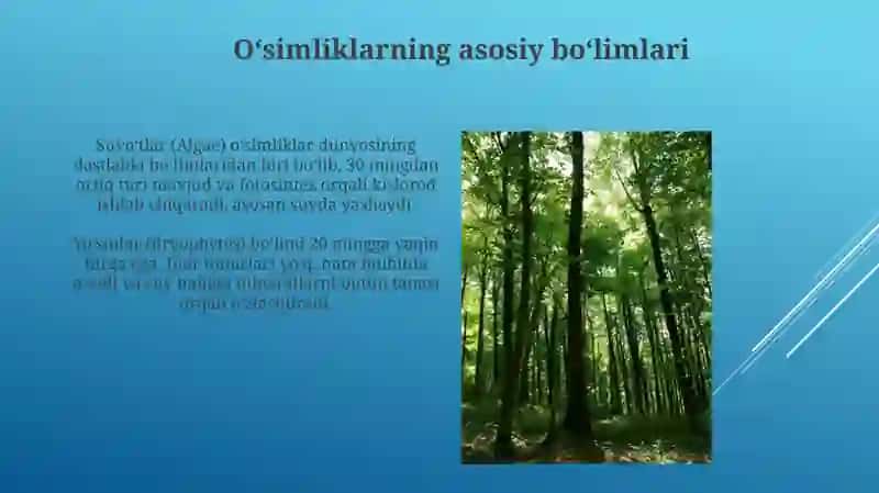 O'simliklarning asosiy bõlimlari va hayotiy shakllari 3