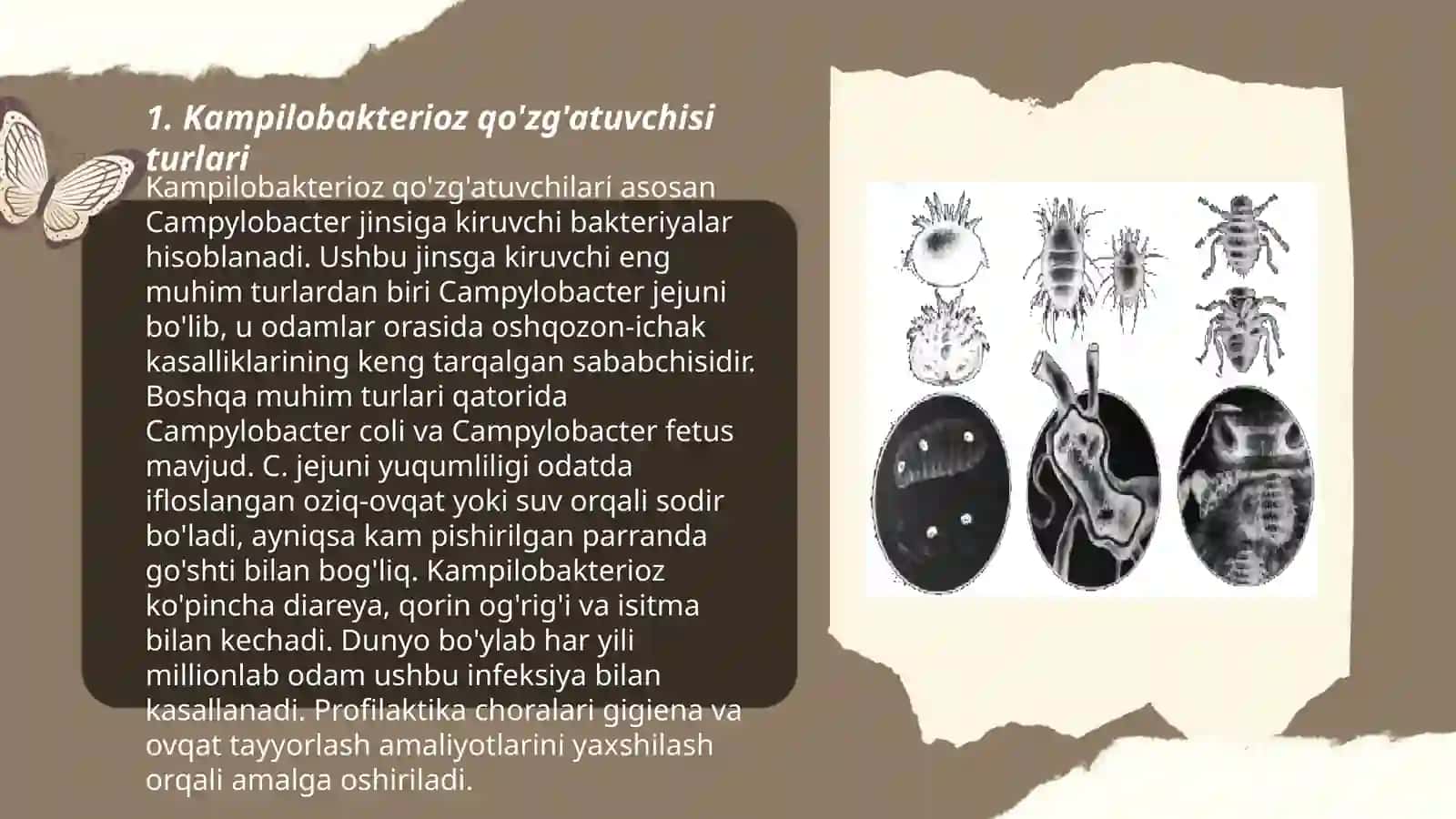 Kampilobakterioz qo'zg'atuvchisi va laboratoriya diagnozi 3