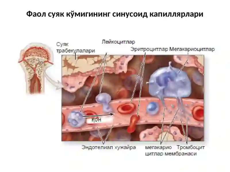 Qon yaratuvchi va immun-himoya azolari 3