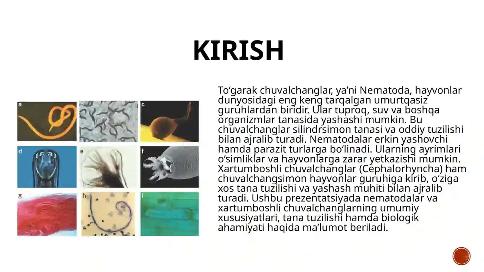 To'garak chuvalchanglar (Nematoda) ning umumiy tavsifi Xartumboshli chuvalchanglar (Cephalorhyncha) tuzilishi ta'rifi 3