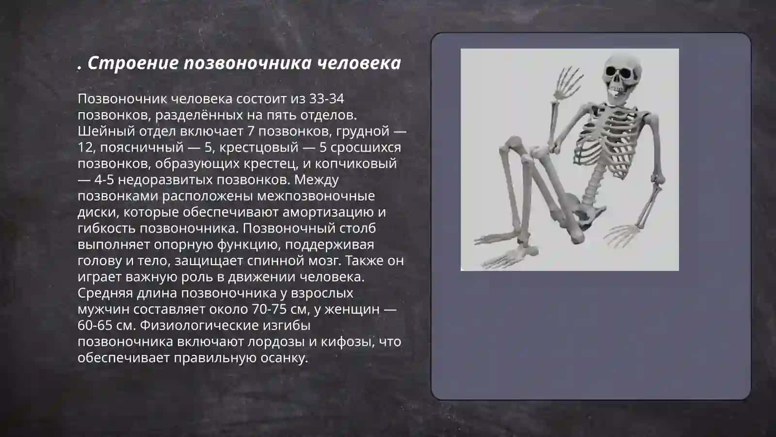 Скелет туловища. Система органов дыхания 3