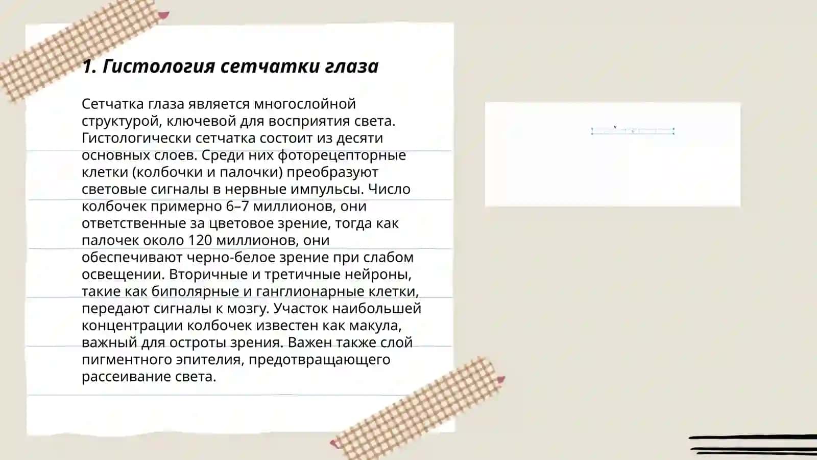 Гистология зрительного анализатора и органа обоняния 3