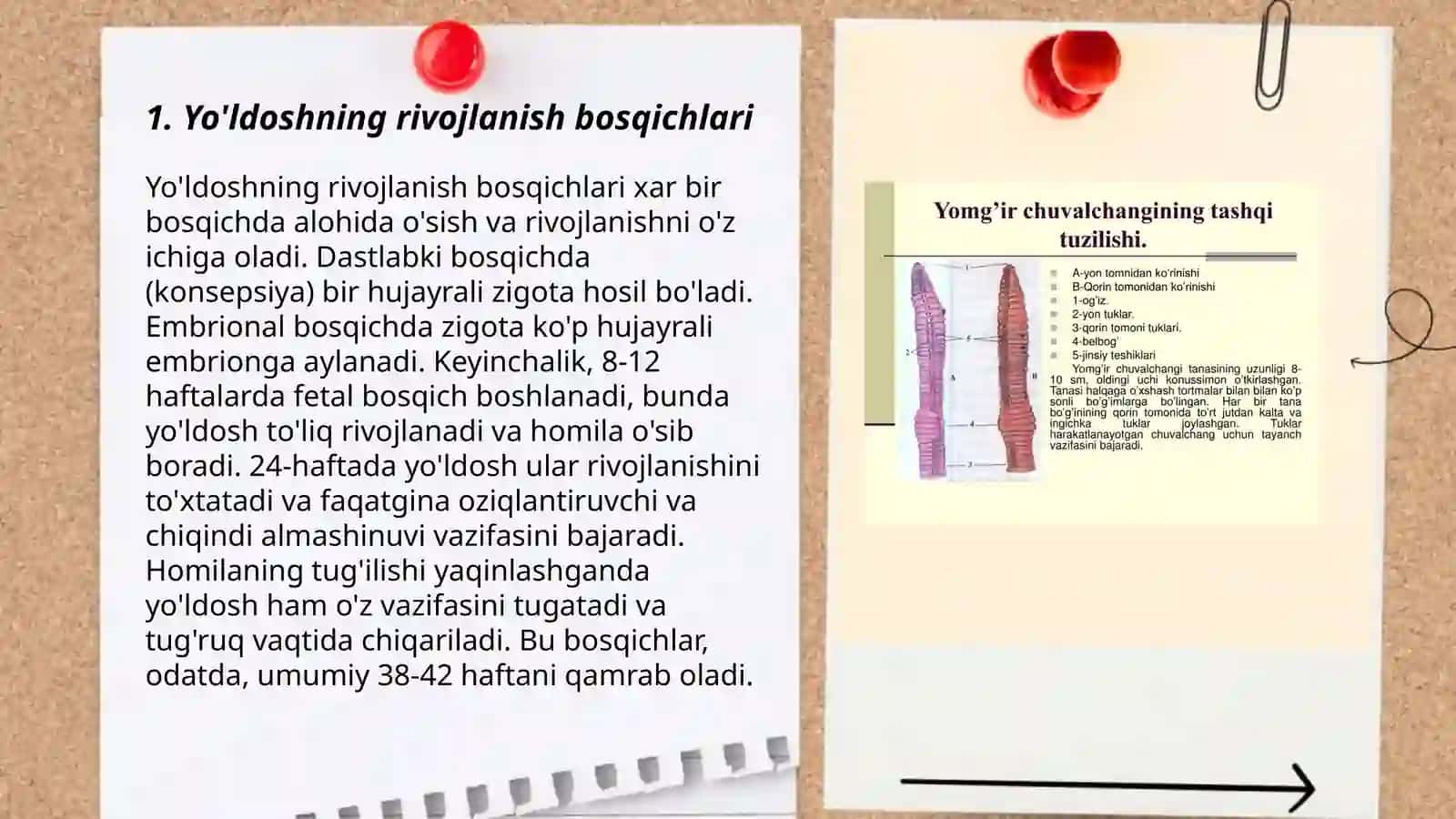 Yo'ldoshning rivojlanishi.Yo'ldoshning shakllanishida horionning ahamiyati. Gemoto- platsentar to'siqning tuzilishi va ahamiyati 3