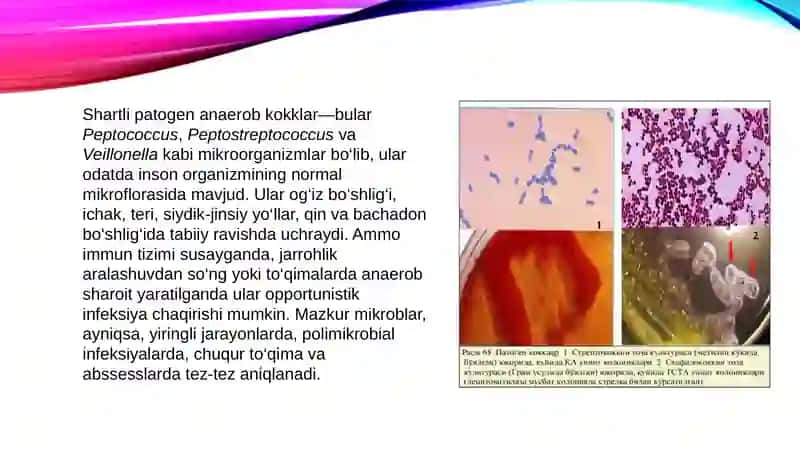 Shartli patogen anaerob kokklar va ularning xususiyatlari 3