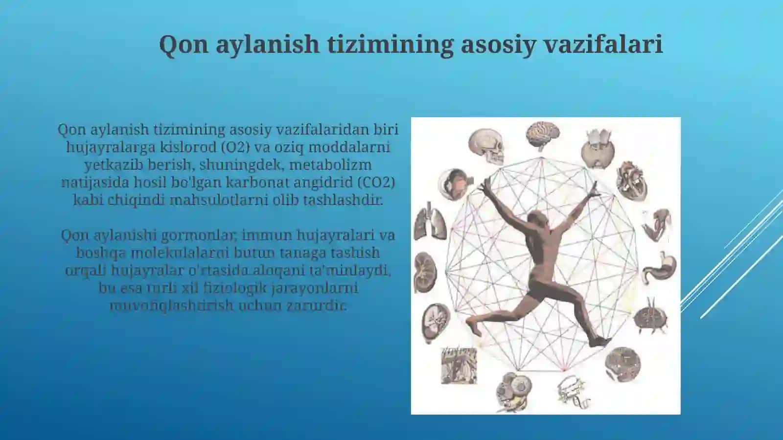 Qon Aylanish Tizimi 3