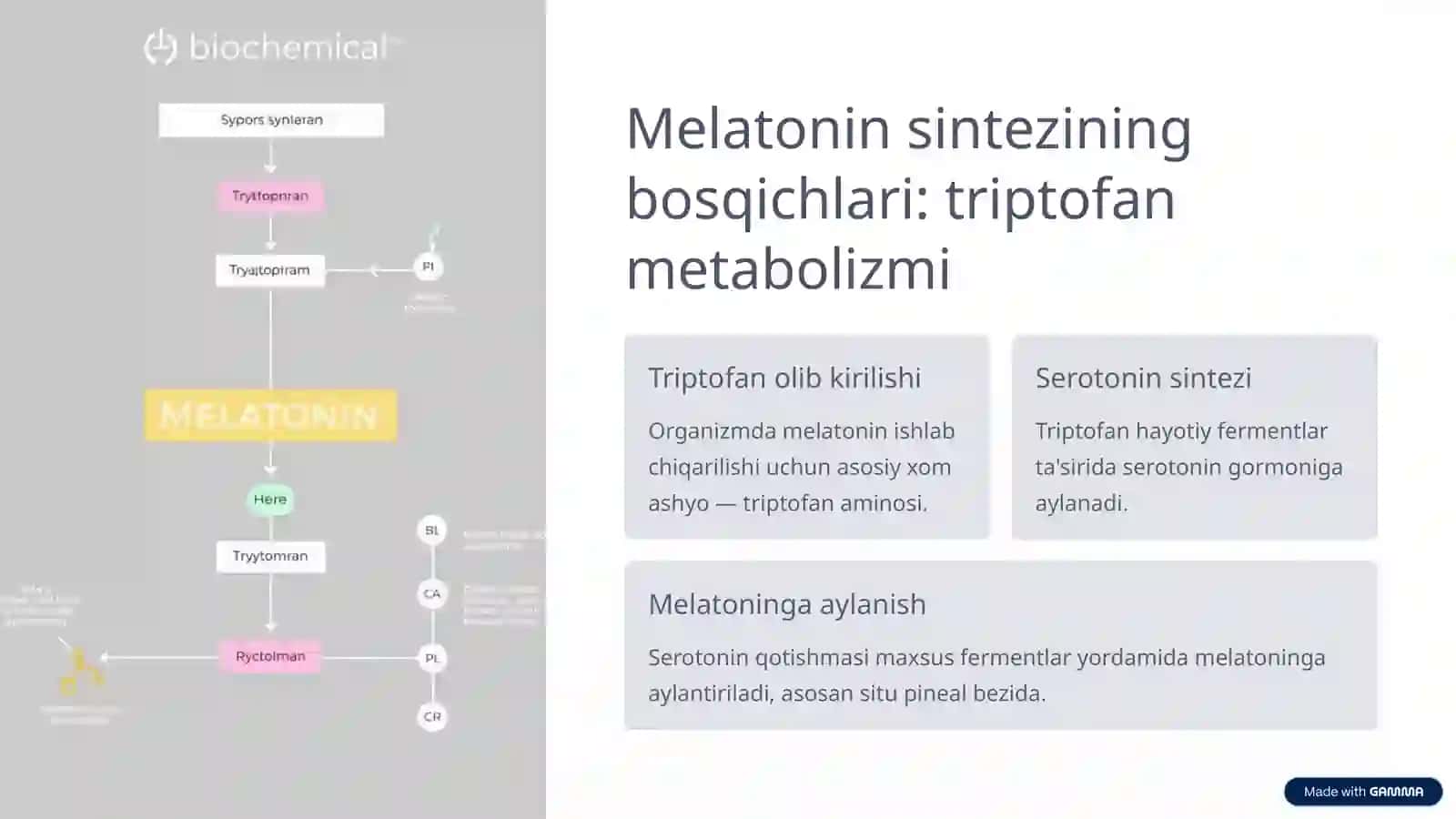 Melatoninning sintezlanishi, ahamiyati va mushaklarga ta'siri 3