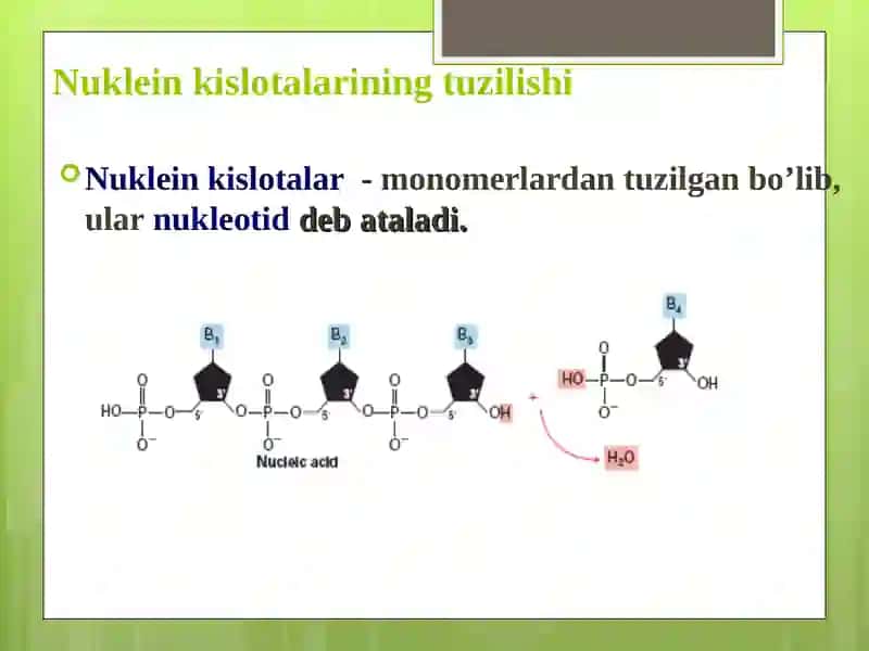 NUKLEIN KISLOTALAR TUZILISHI VA FUNKSIYALARI 3