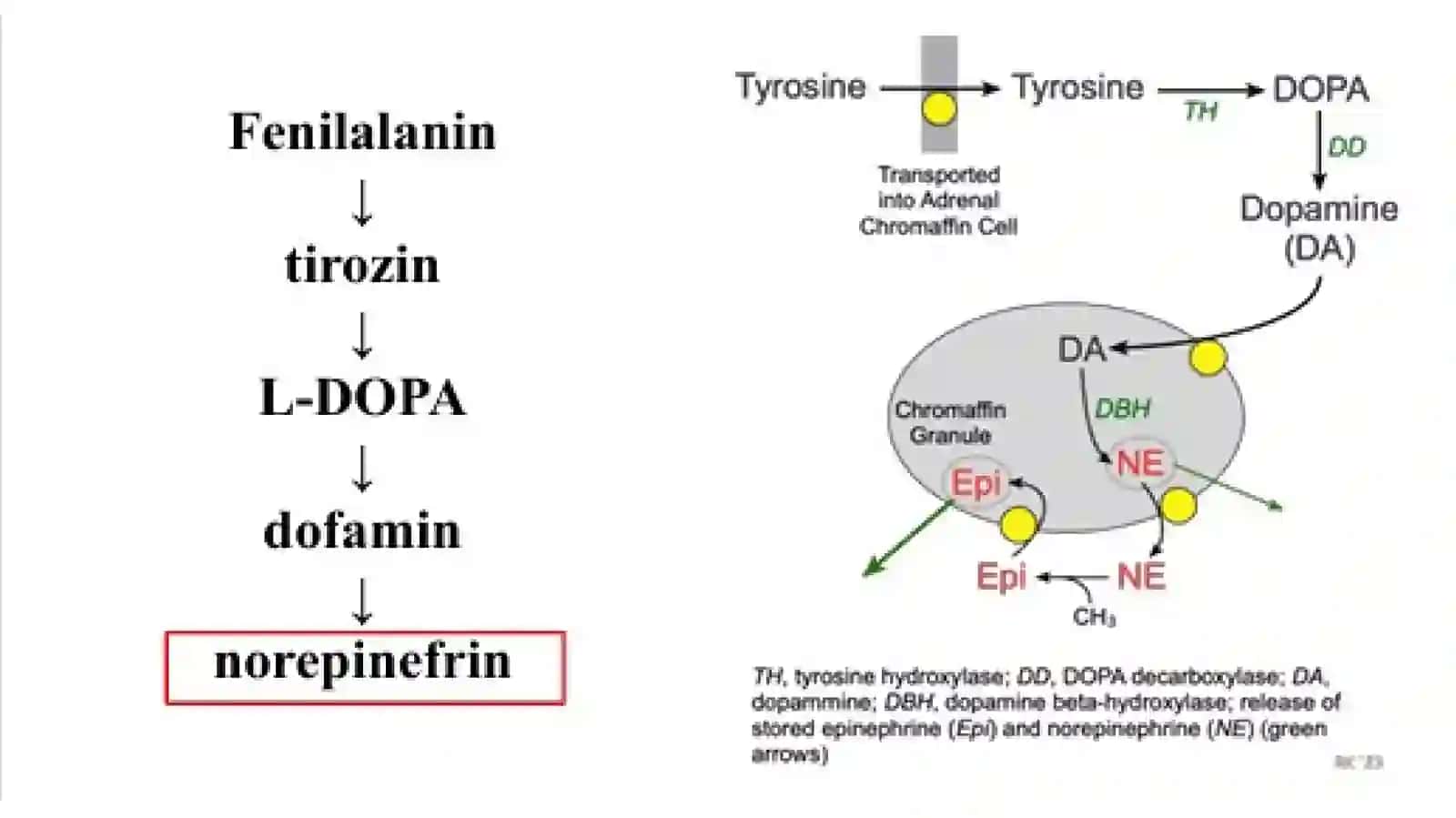 Adrenergik sinapslarni qoʻzgʻatuvchi dori vositalar.Adrenergiksinapslarnibloklovchidorivositalar 3