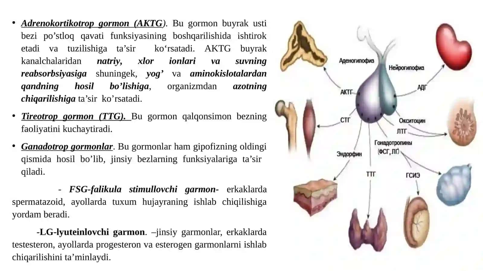 Endokrin sistemasi fiziologiyasi 3
