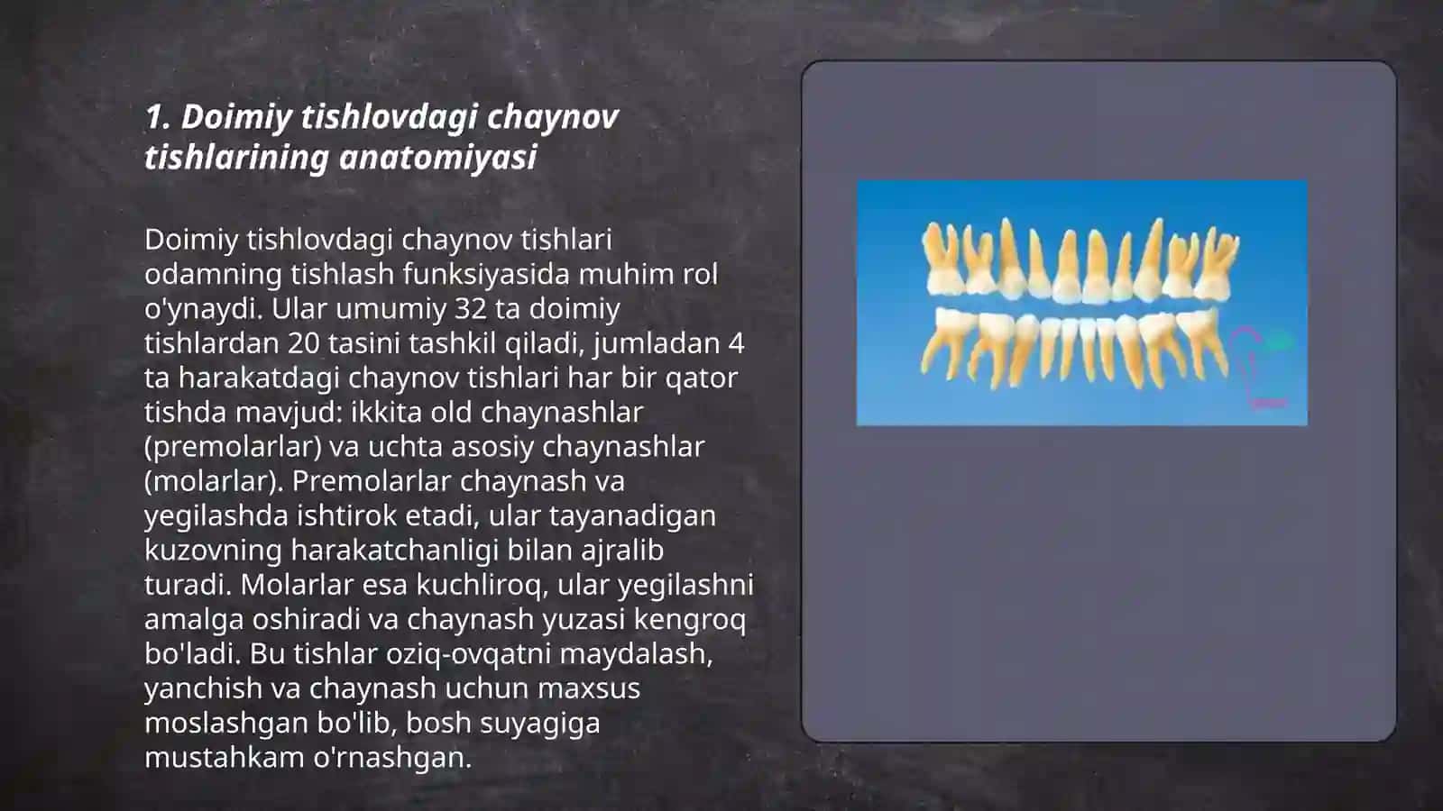 Doimiy tishlovdagi chaynov tishlarining tuzilishi 3