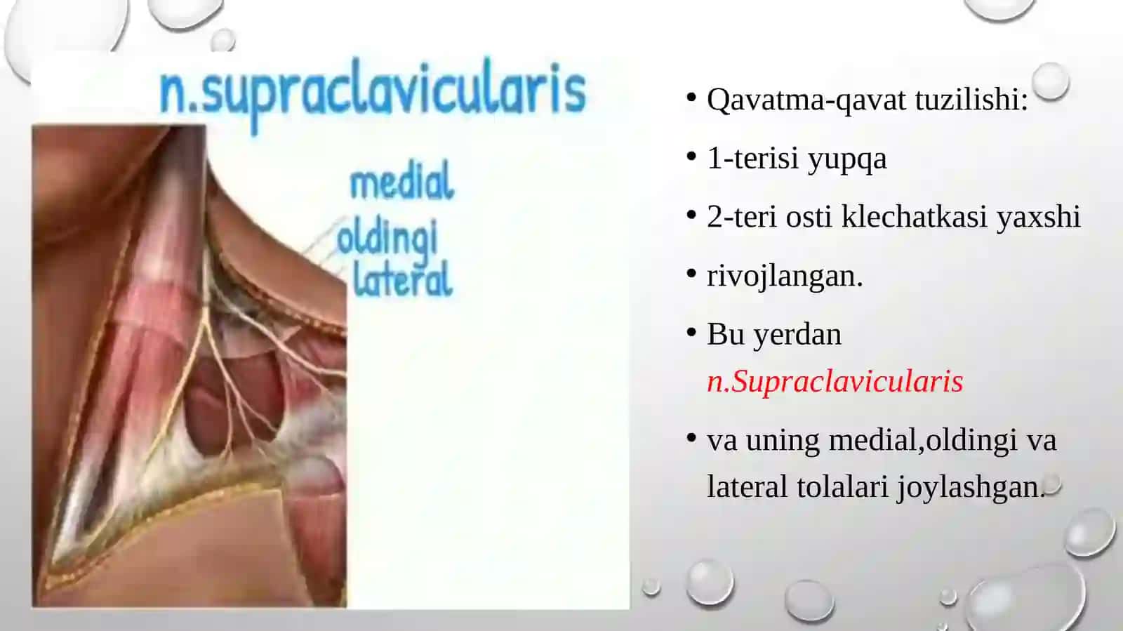 Qoʻlning klinik anatomiyasi 3
