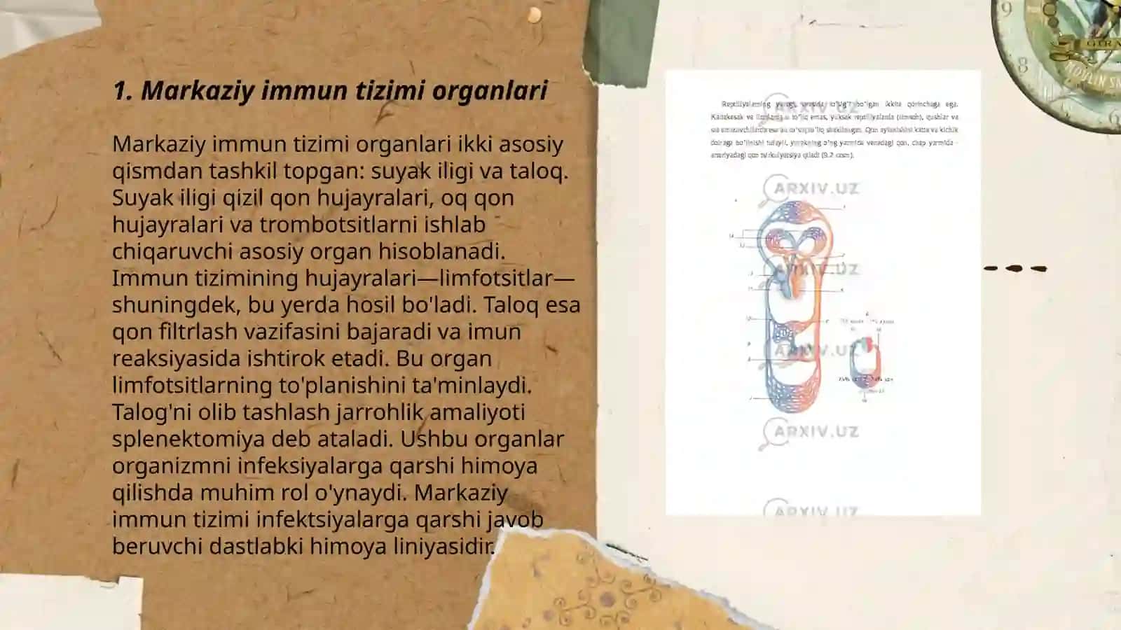 Markaziy va periferik immun tizimi organlari 3