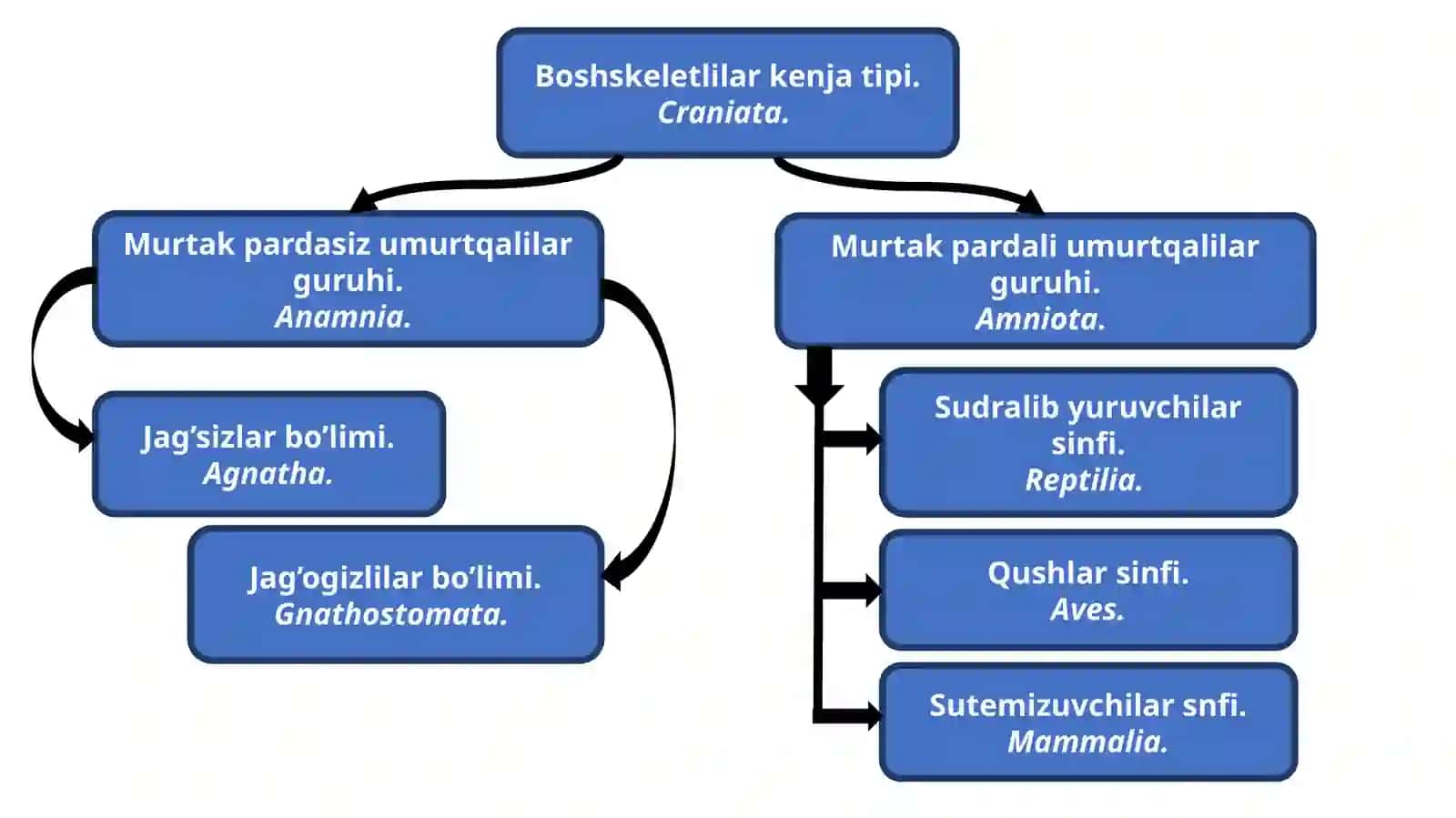UМАRТҚАLİLАR(VERTEBRATA)ЁKI BOSHSКЕLЕTLİLАR(CRANIATA)КЕНЖА TİPİ 3