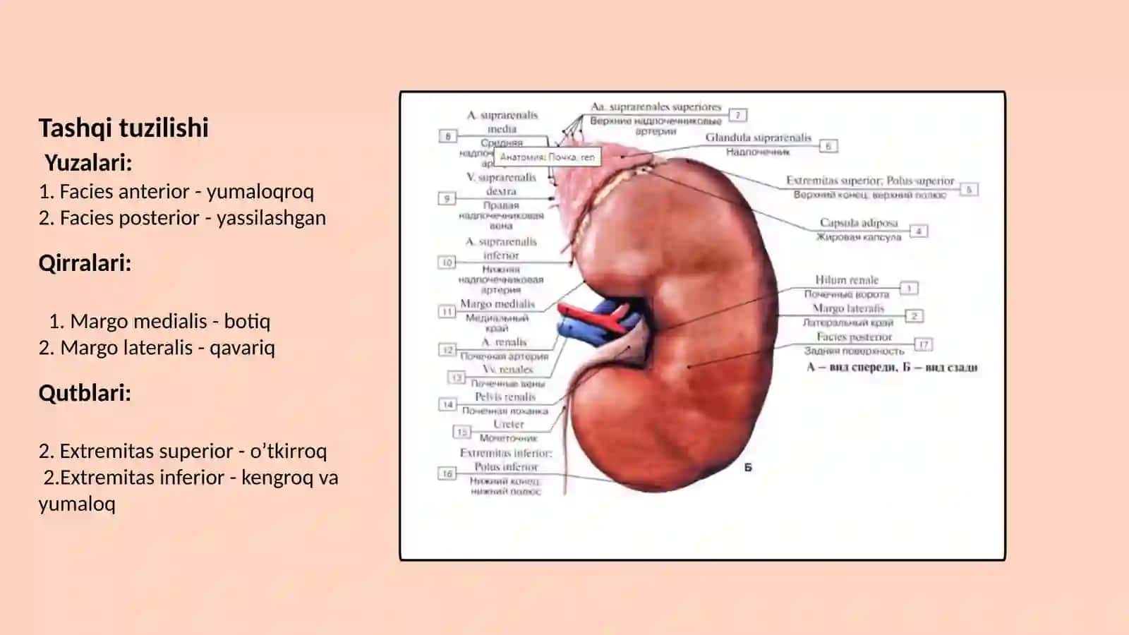 Ayirish sistemasining anatomiyasi 3