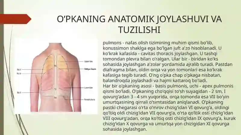 O‘pkaning morfologik rivojlanishi va strukturaviy buzilishlar 3