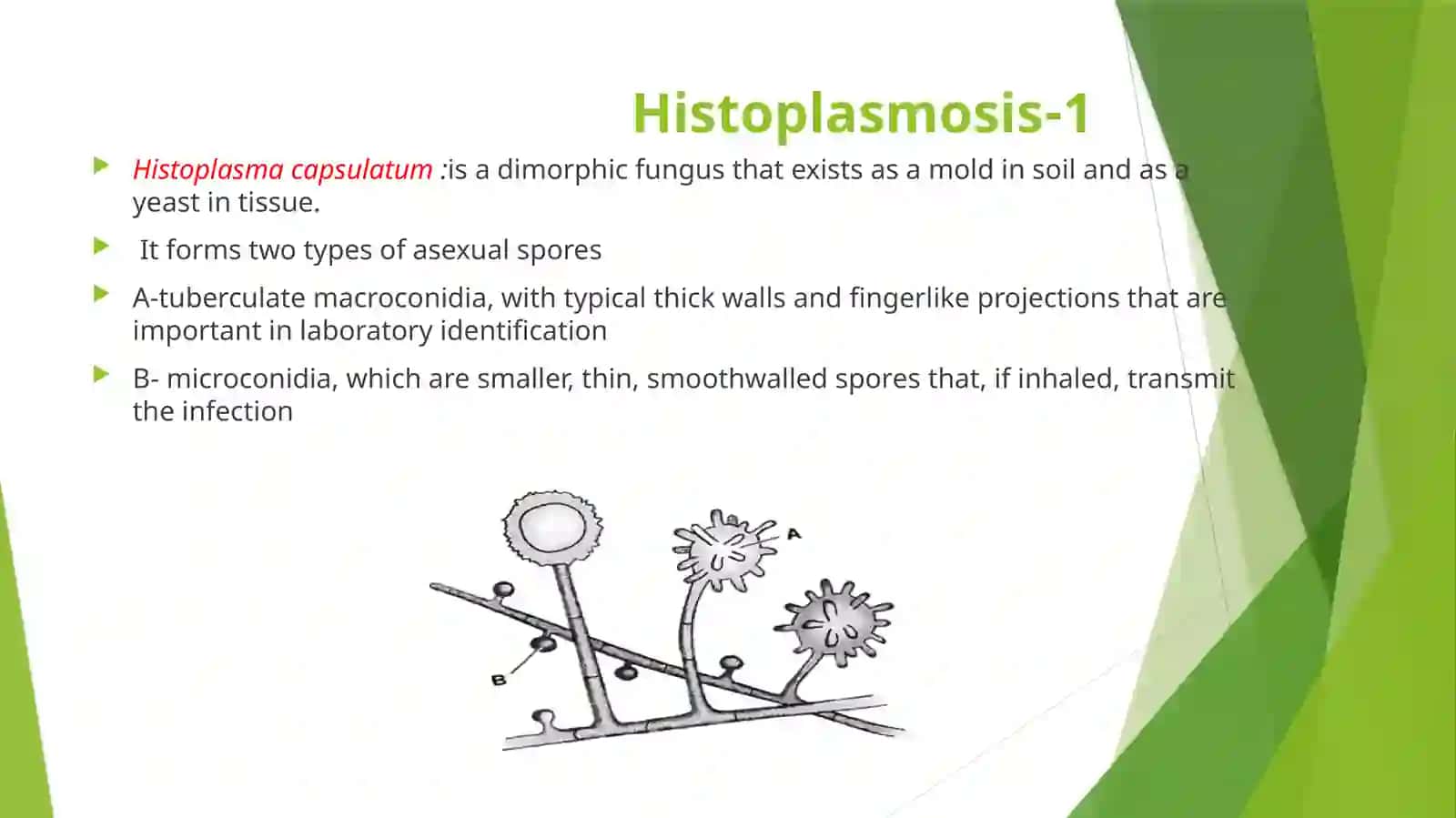 Histoplasmosis 3