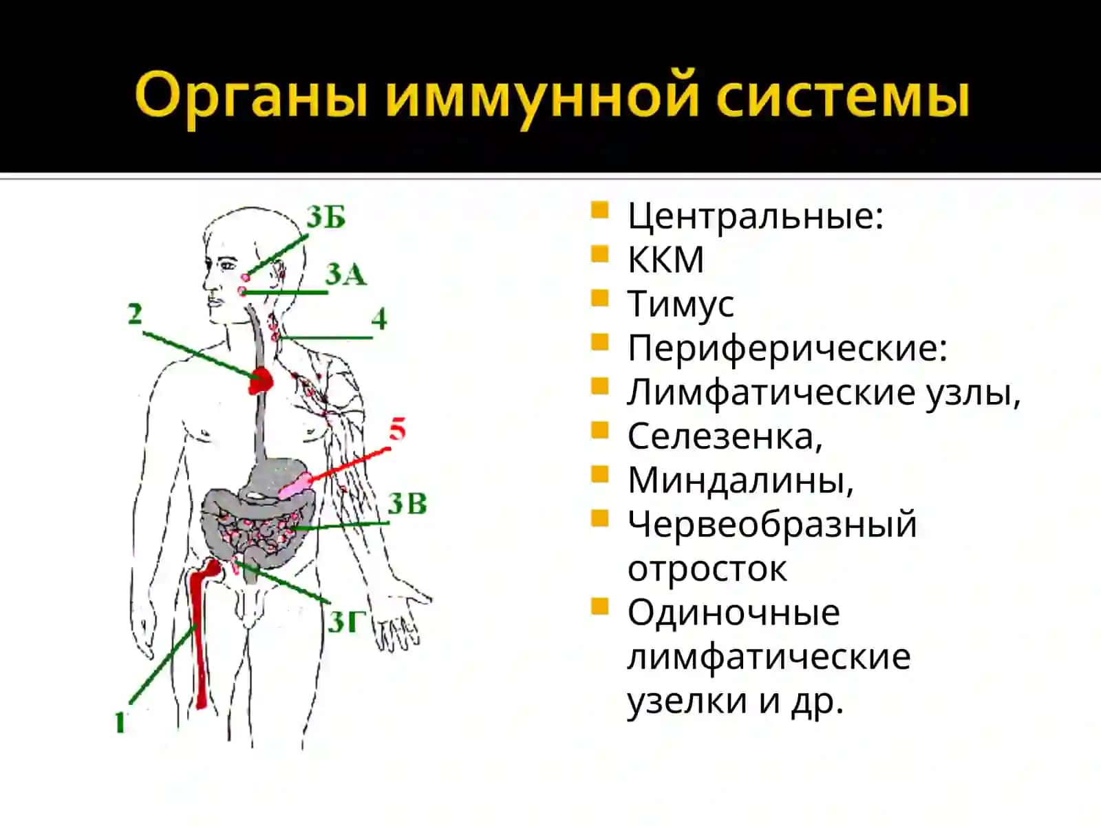 ИММУННАЯ СИСТЕМАМорфофункциональные особенности 3