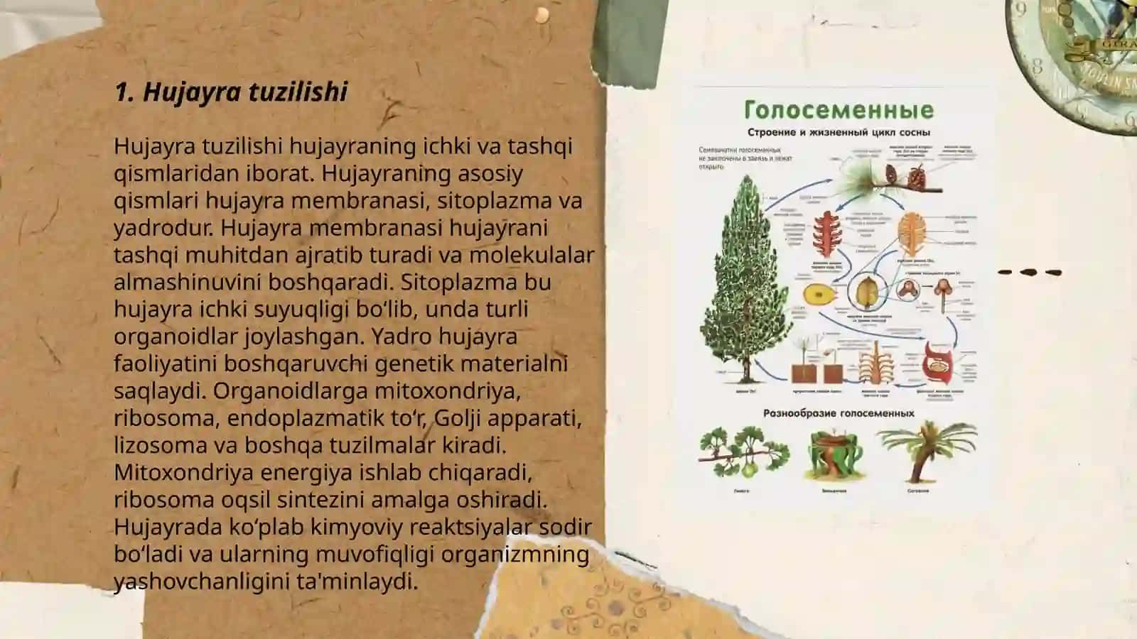 Hujayra, o'simliklar olami va sistematikasi 3