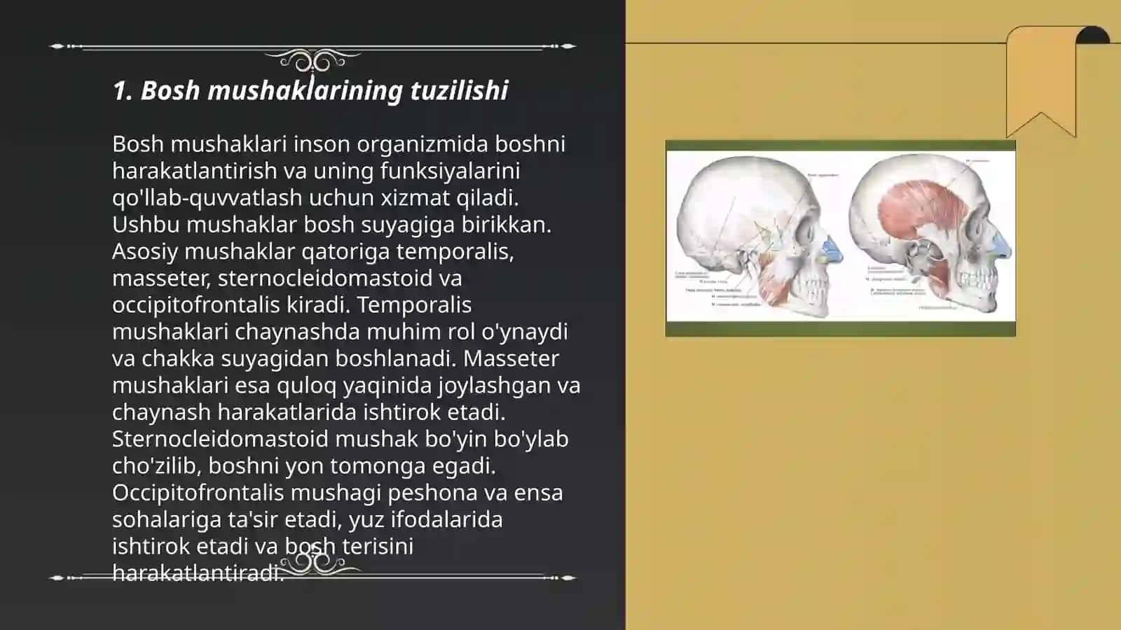 Bosh mushaklari 3