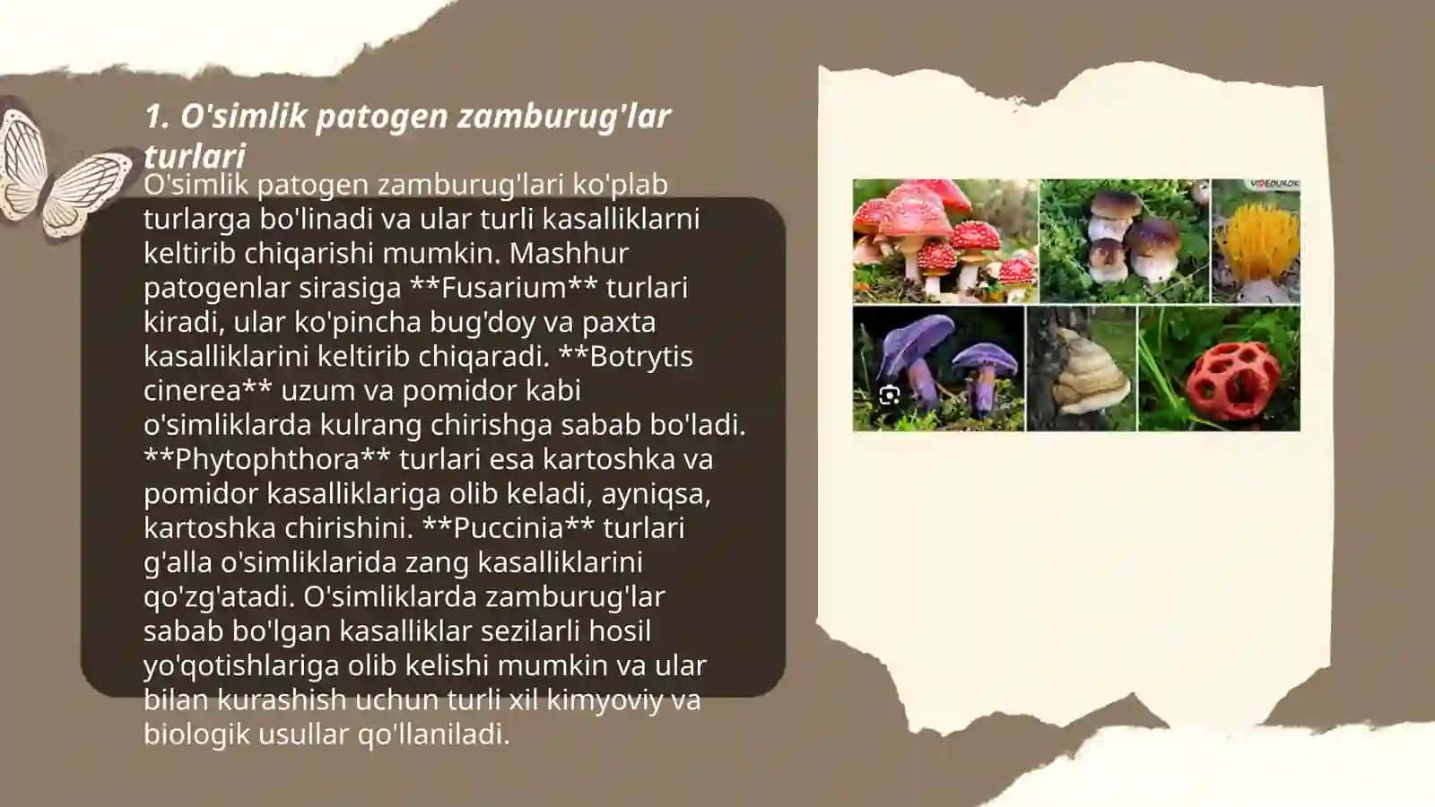 O'simlik patogen zamburug'lar va zamburug' kasalliklari 3