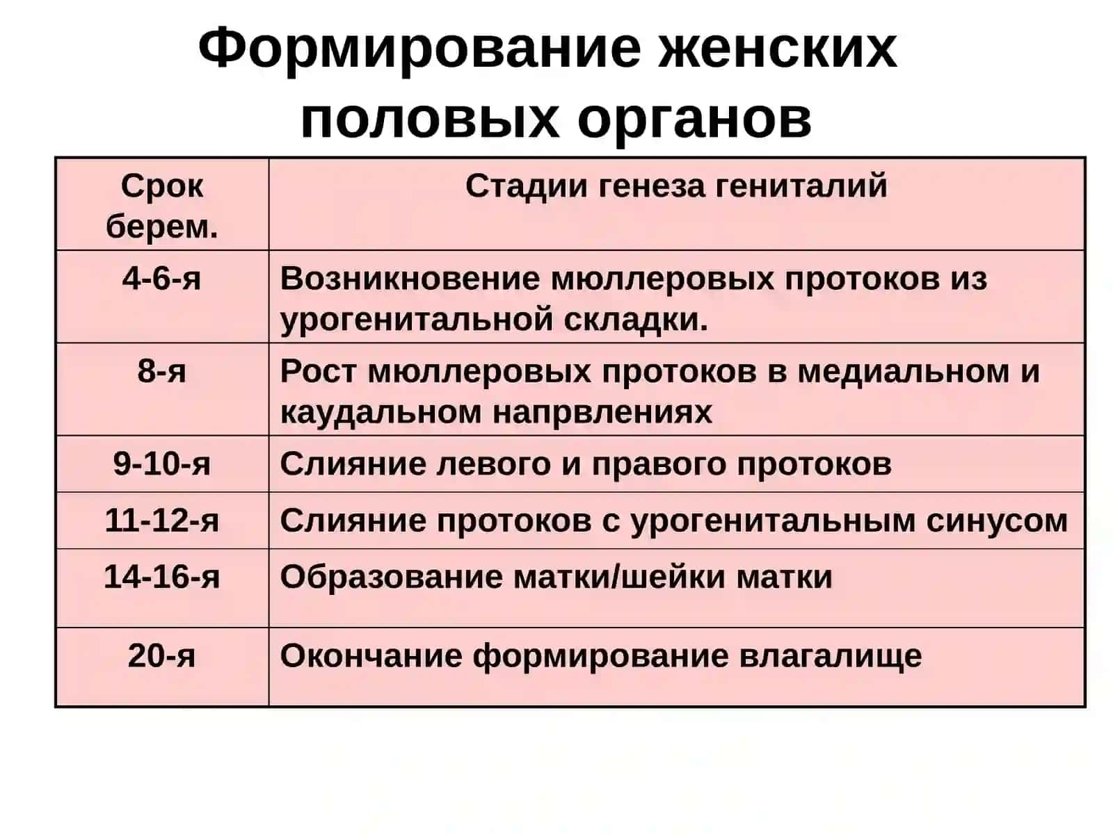 Анатомия и физиология шейки матки 3