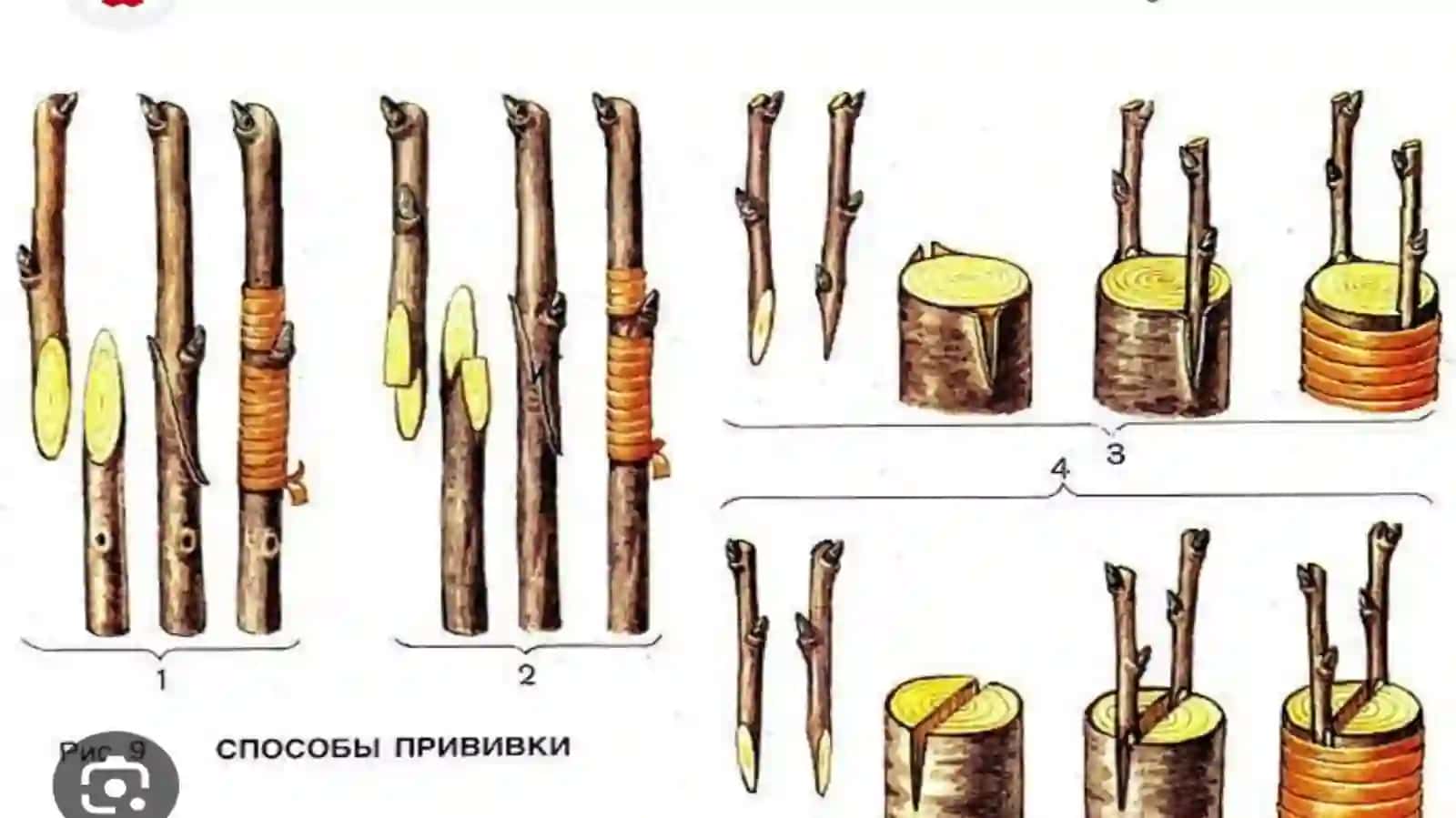 Ekologik komillar. Vegetativ koʻpayish va uning qishloq xoʻjaligida ahamiyati 3