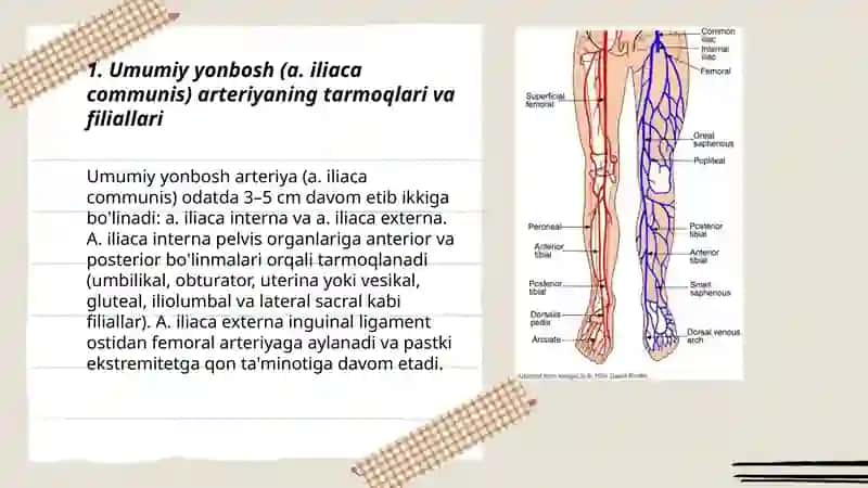 Umumiy, ichki, tashqi yonbosh arteriyalarining tarmoglari 3