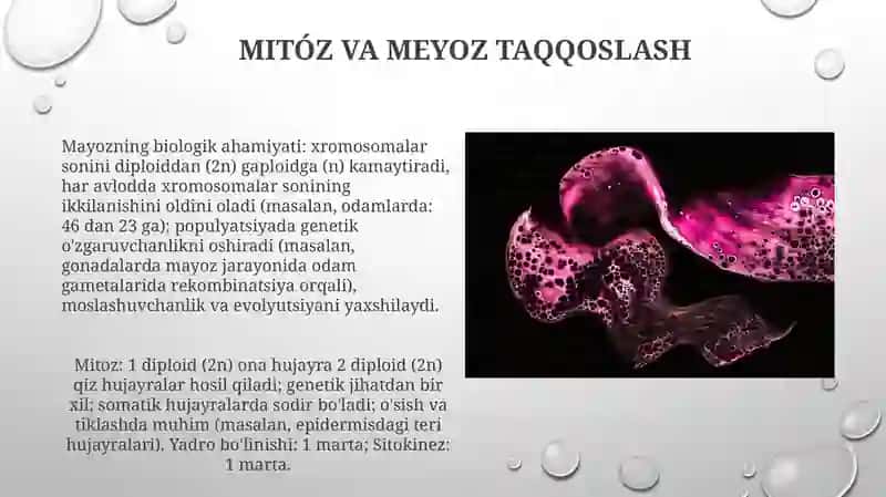 Mayozning biologik ahamiyati 3