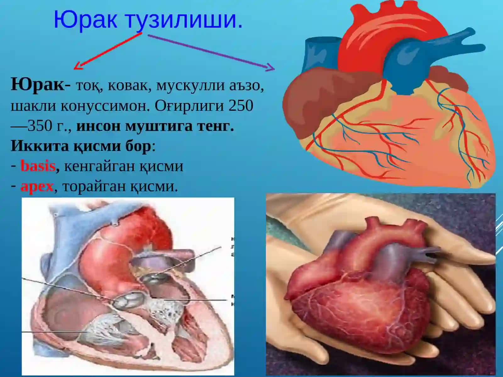 Юракқон томир системаси 3
