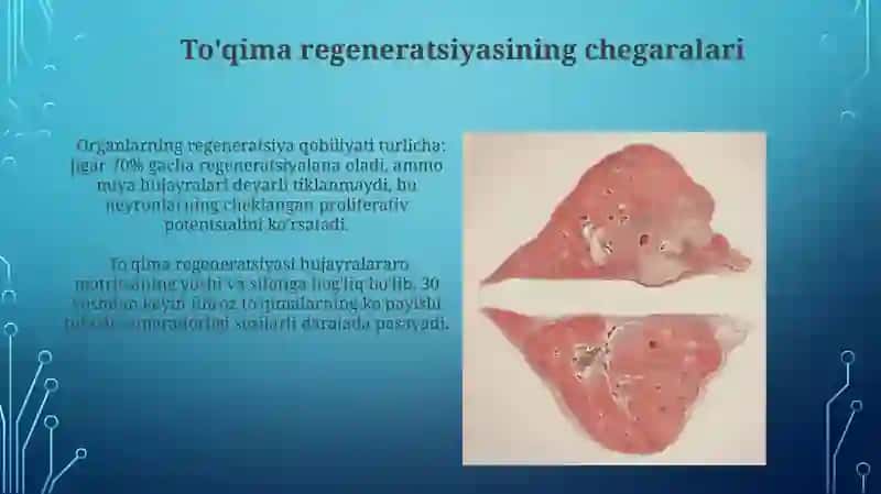 To'qimalarning fiziologik va reparativ regeneratsiyasi 3