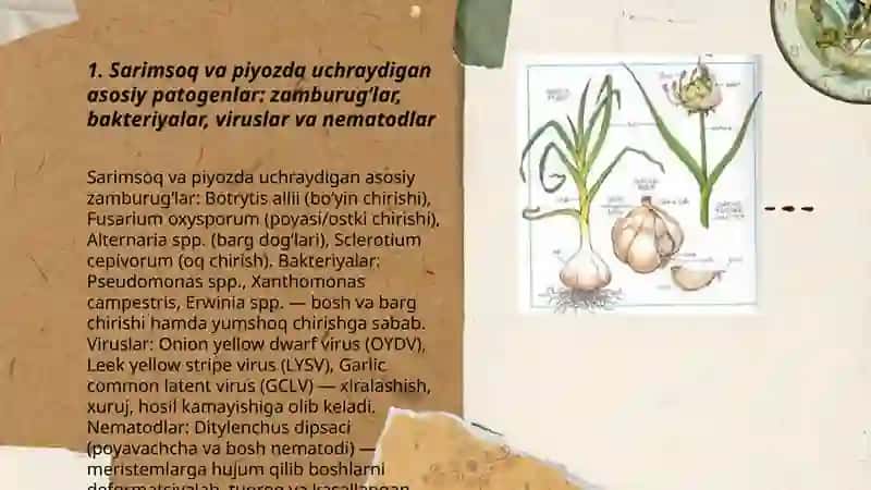 Sarimsoq piyoz kasalligining zarari va biologiyasi 3