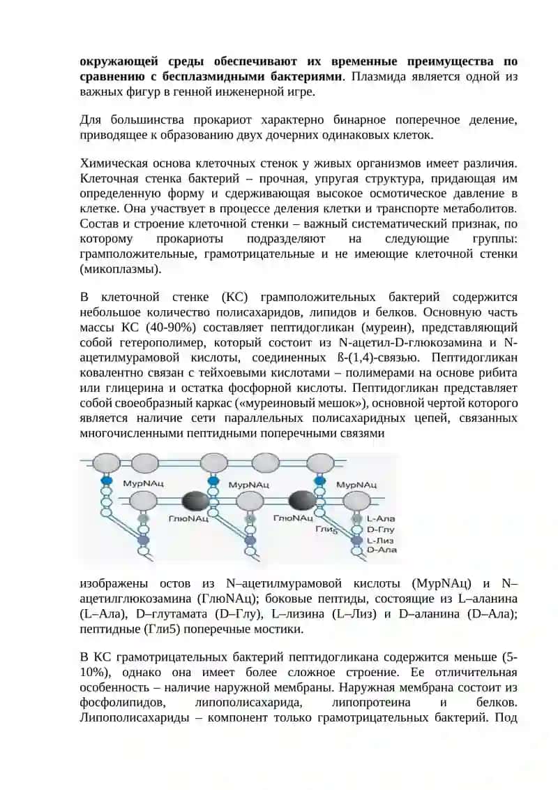 Прокариоты. Бактерии 3