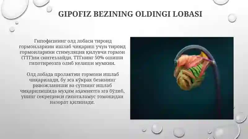 Gipofiz va epifiz bezlari anatomiyasi va fiziologiyasi 3