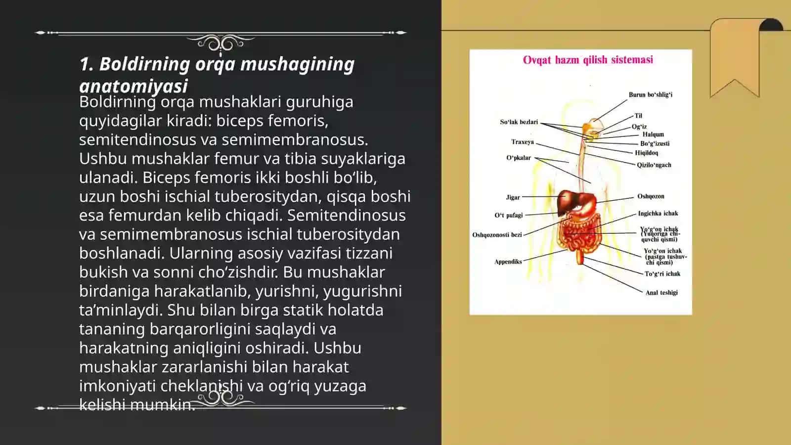 Boldirning orqa mushagi 3