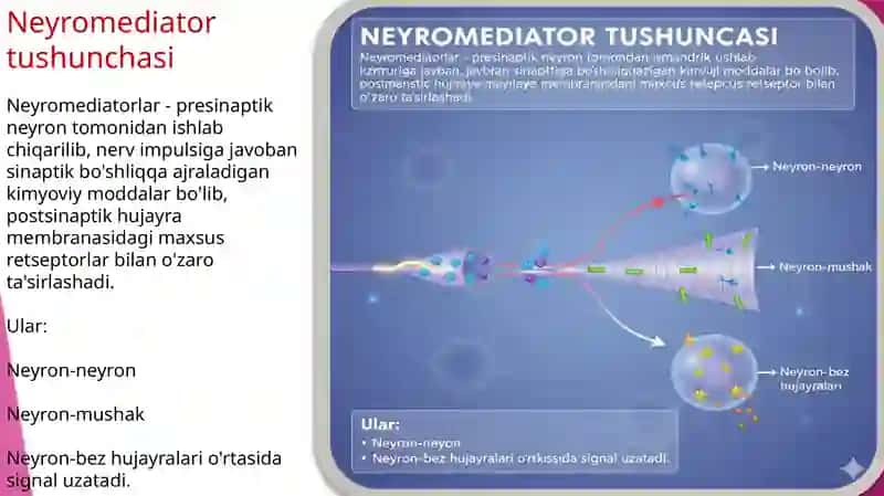 Neyromediatorlar: biosintezi, ahamiyati va kasalliklari 3