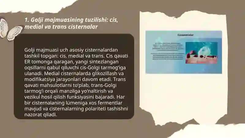 Sitoplazma organoidlari Golji majmuasi va lizosoma 3