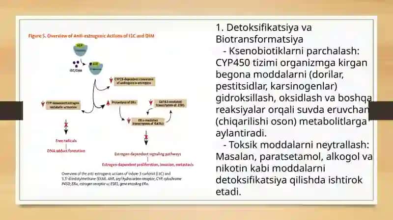 Sitoxrom R-450 Induktorlari va ingibitorlarining klinikada qo‘llanilishi 3