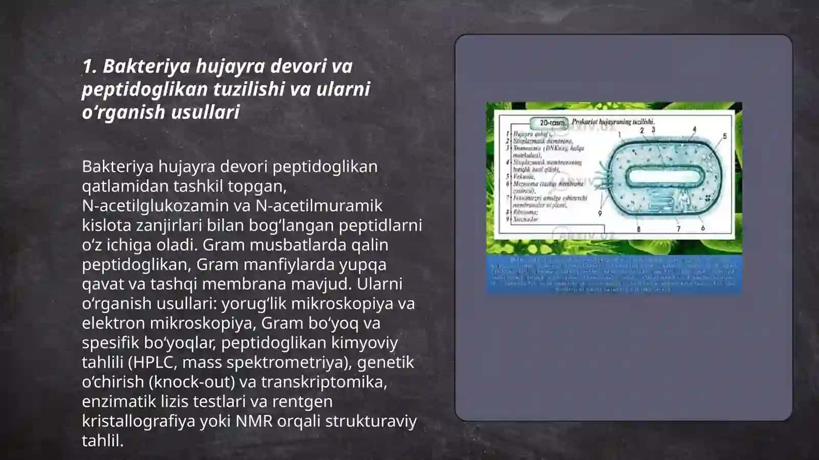 Bakteriya hujayrasining tuzilishi 3